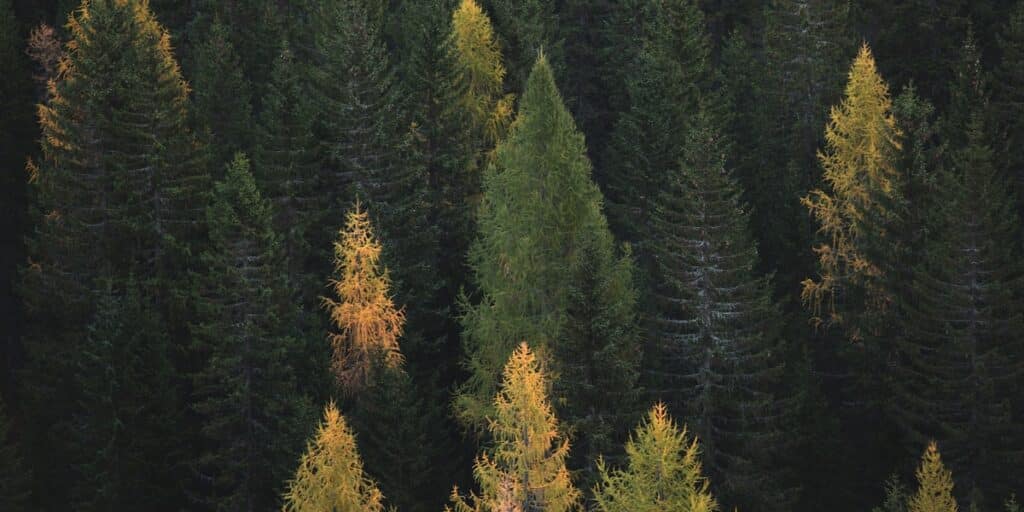 Colorful autumn foliage — time for fall home maintenance
